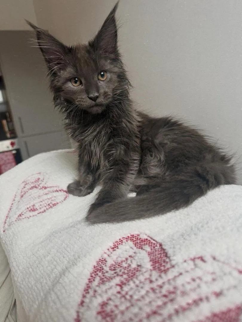 Alfie, a black smoke Maine Coon girl kitten, sitting on a white pillow with red embroidered hearts