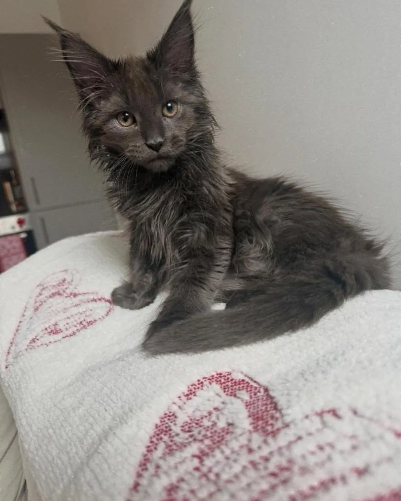 Alfie, a black smoke Maine Coon girl kitten, sitting on a white pillow with red embroidered hearts