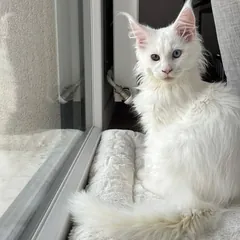 Argo, a white, odd-eyed Maine Coon boy kitten