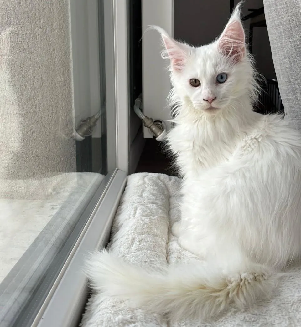 Argo, a white, odd-eyed Maine Coon boy kitten, sitting on a cream cushion by a glass door