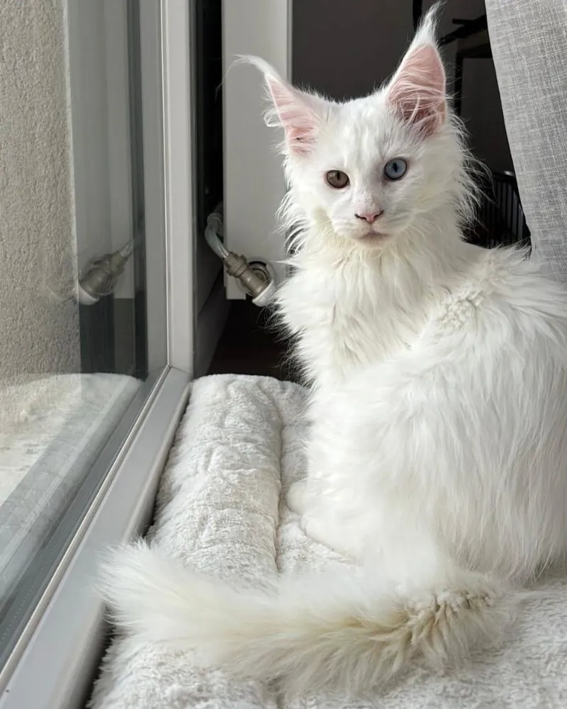 Argo, a white, odd-eyed Maine Coon boy kitten, sitting on a cream cushion by a glass door
