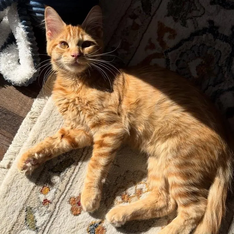 Auggie, a red tabby Maine Coon girl kitten, basking on a patterned rug in a patch of sun