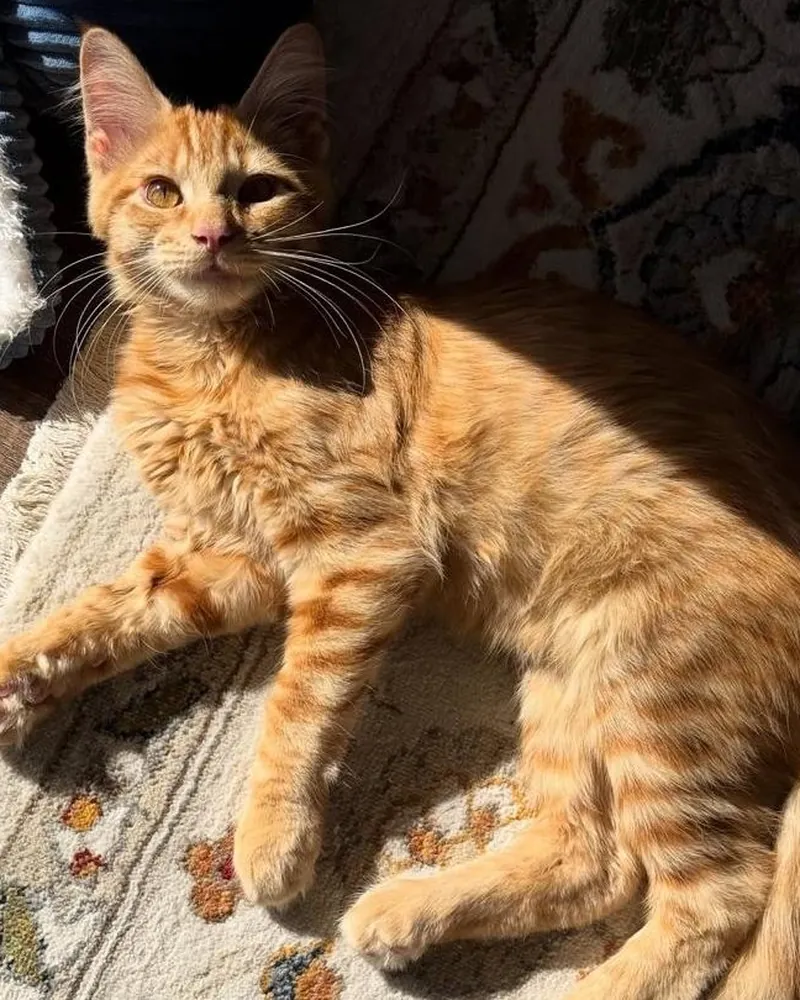 Auggie, a red tabby Maine Coon girl kitten, basking on a patterned rug in a patch of sun