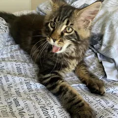 Elvis, a brown tabby Maine Coon boy kitten