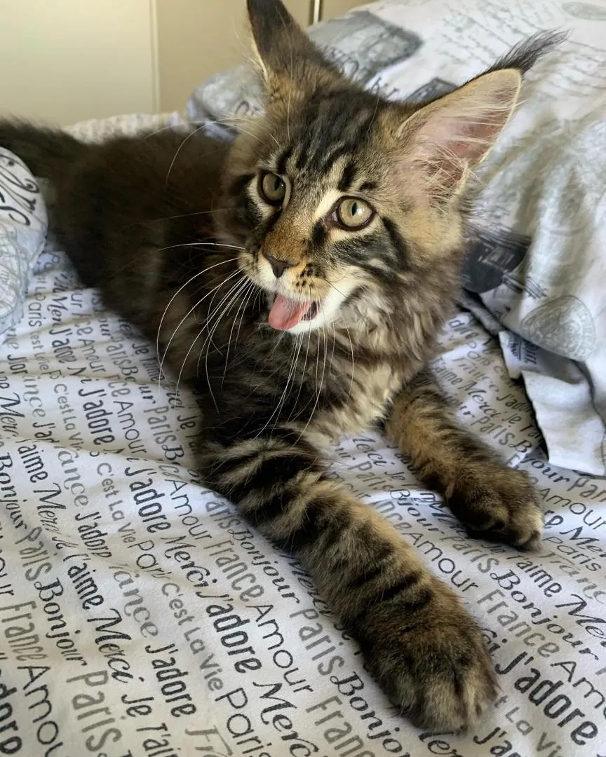 Elvis, a brown tabby Maine Coon boy kitten, stretched out on a bed of French-print linen, mid-meow