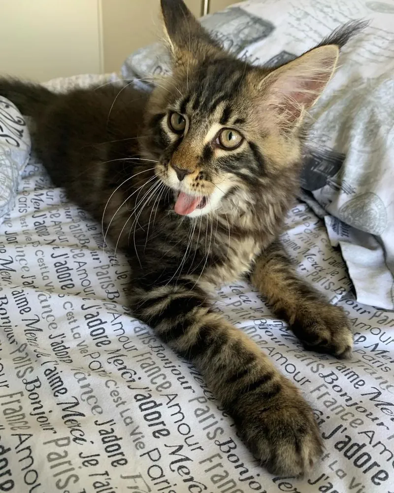 Elvis, a brown tabby Maine Coon boy kitten, stretched out on a bed of French-print linen, mid-meow