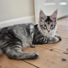 Juni, a silver tabby Maine Coon girl kitten