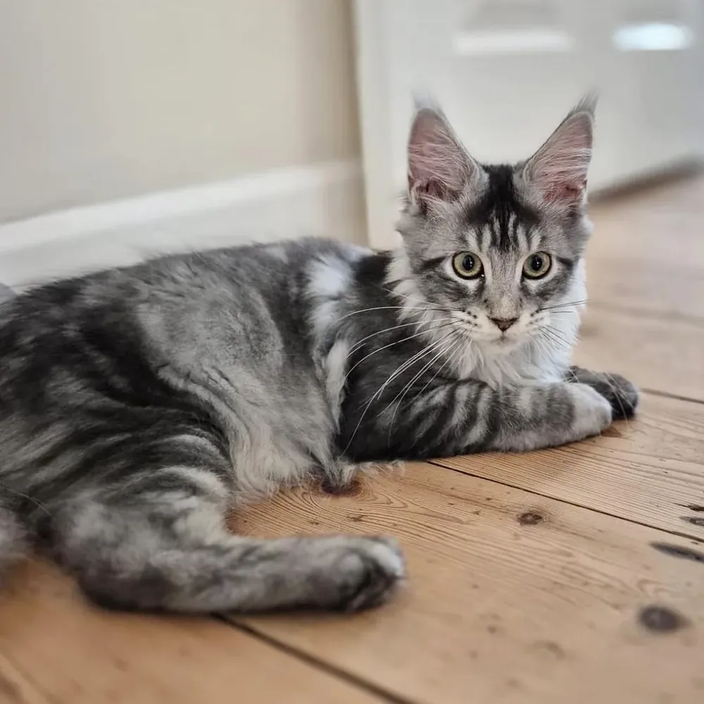 Juni, a silver tabby Maine Coon girl kitten, lying on a wooden floor, looking straight at the camera
