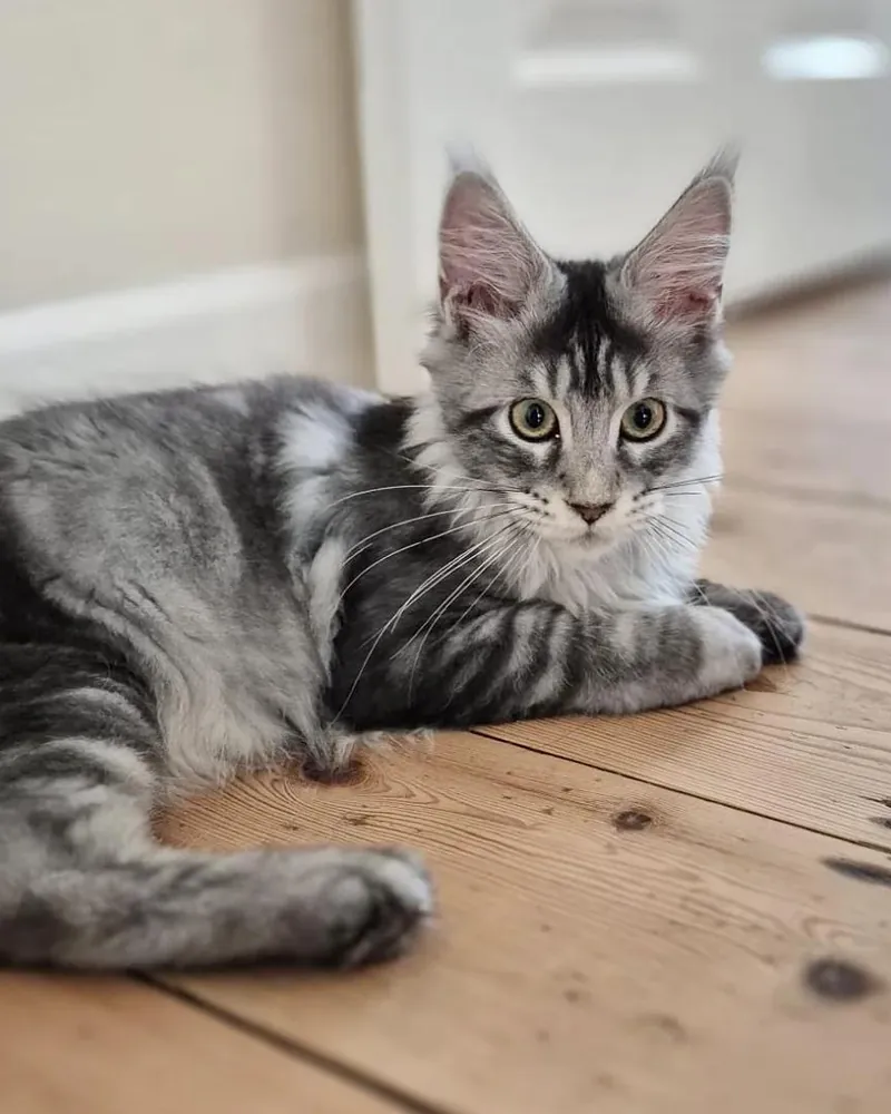 Juni, a silver tabby Maine Coon girl kitten, lying on a wooden floor, looking straight at the camera