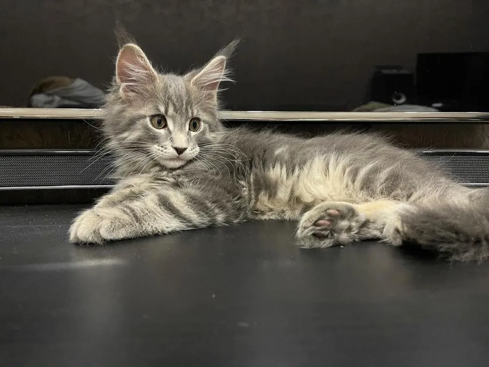 Kotik, a silver tabby Maine Coon boy kitten, stretched out along a dark tabletop