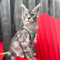 Merlin, a silver tabby Maine Coon boy kitten