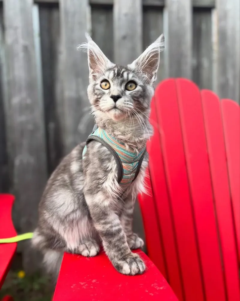 Merlin, a silver tabby Maine Coon boy kitten, perched on a red garden chair in his harness