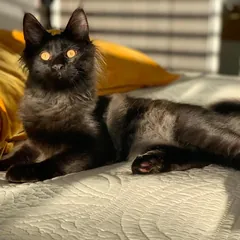Sherkhan, a black smoke Maine Coon girl kitten
