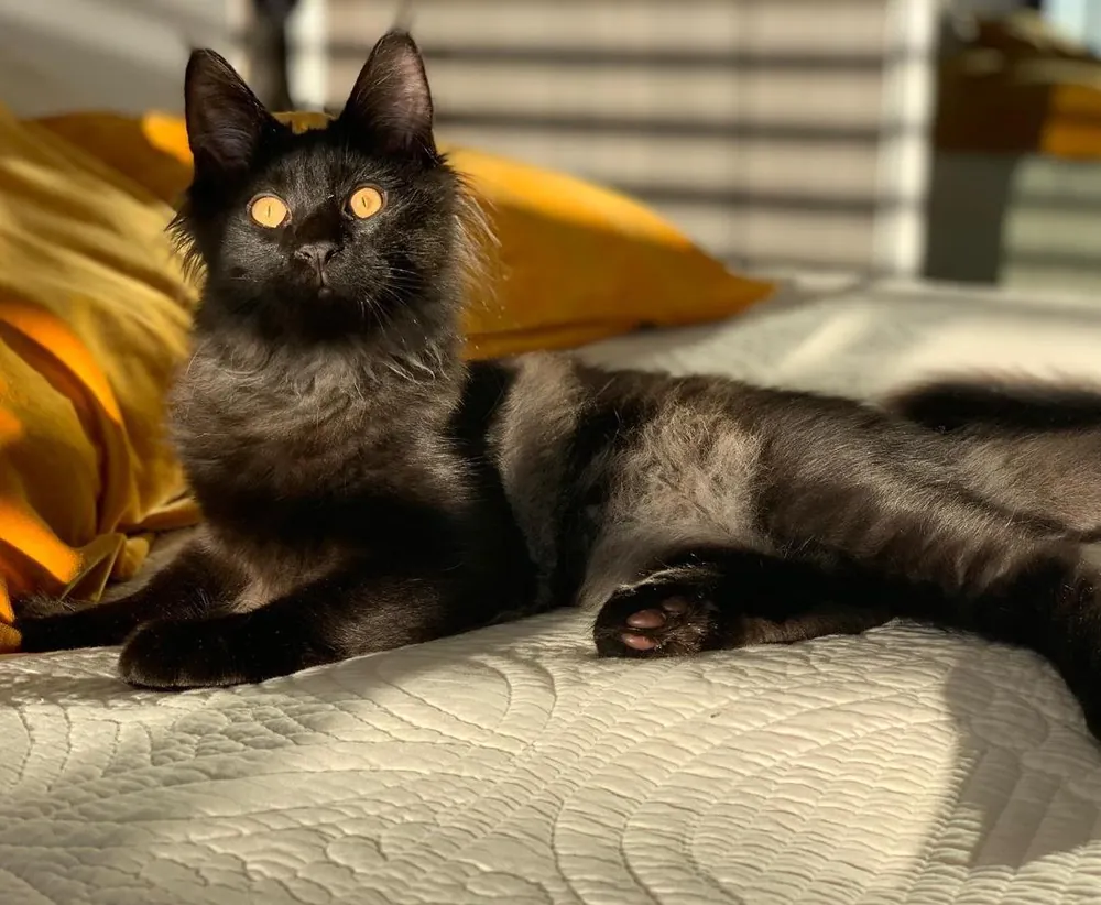 Sherkhan, a black smoke Maine Coon girl kitten, lounging on a quilted bed in the afternoon sun