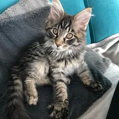 Tosia, a brown tabby Maine Coon girl kitten