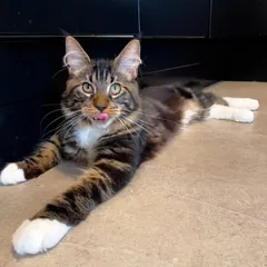 Watson, a brown tabby with white Maine Coon boy kitten