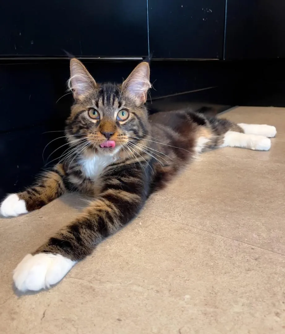 Watson, a brown tabby with white Maine Coon boy kitten, lying on a tiled floor with the tip of his tongue out