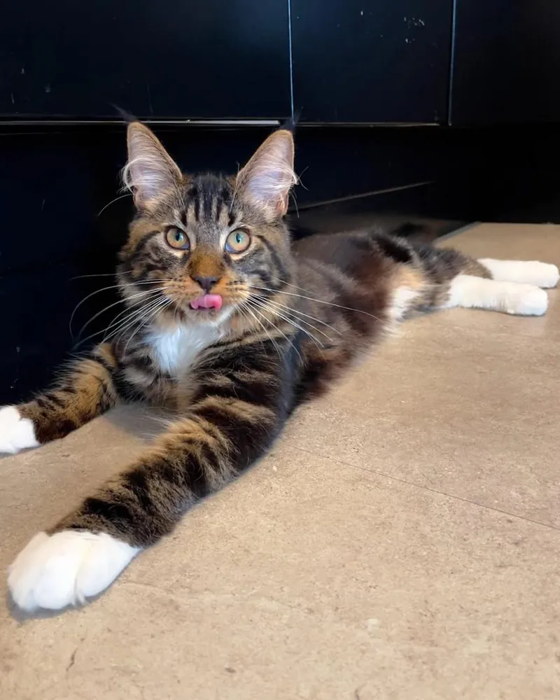 Watson, a brown tabby with white Maine Coon boy kitten, lying on a tiled floor with the tip of his tongue out