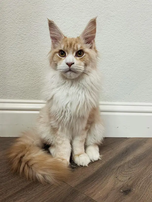 Freddy, a cream and white Maine Coon, grown up at home in Ohio