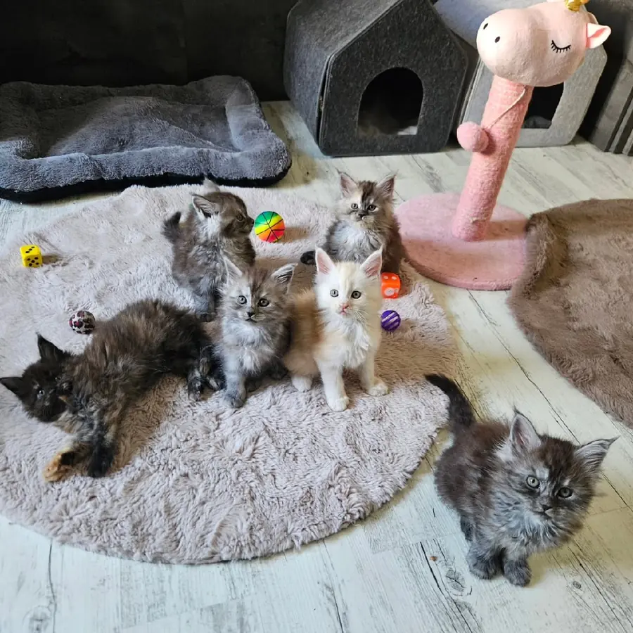Maine Coon kittens playing on a soft rug in the kittens' play area at Cass Coon Cats, with a cat house and toys