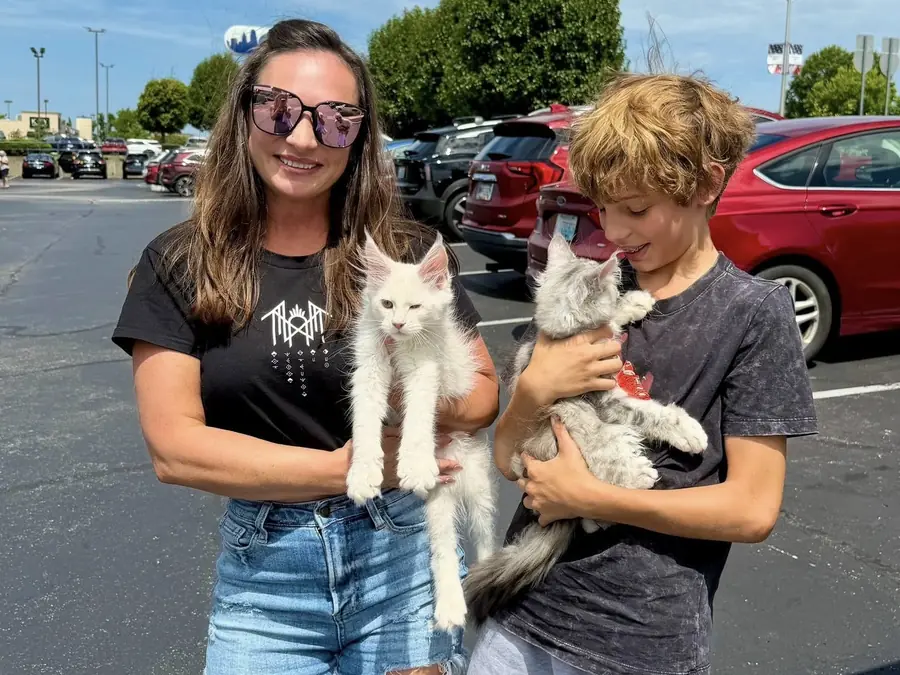 Kelly and Sean with their two new Maine Coon kittens, one white and one silver